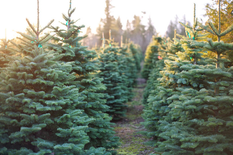 which-state-grows-the-most-christmas-trees-maedaymaeday